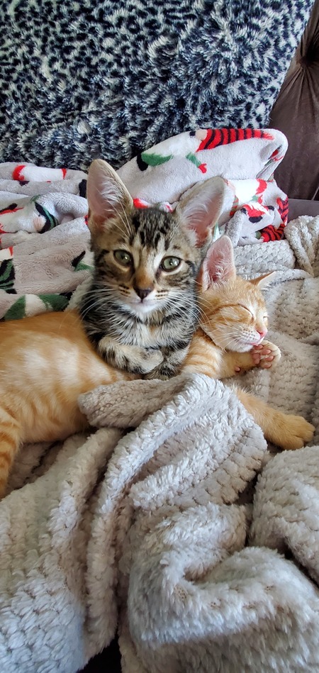 Entry image for Buddy and Jovie. Clicking this image will show a larger photo