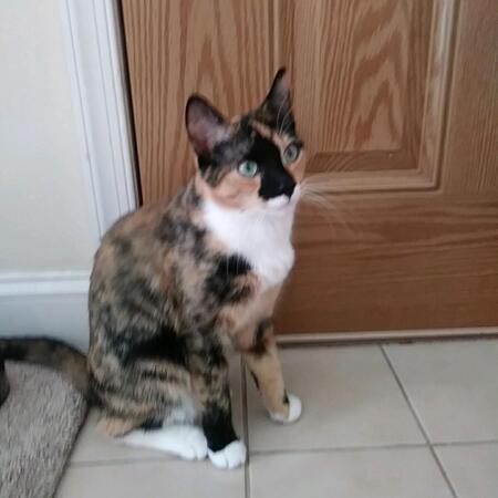 Entry image for Pennie. Clicking this image will show a larger photo