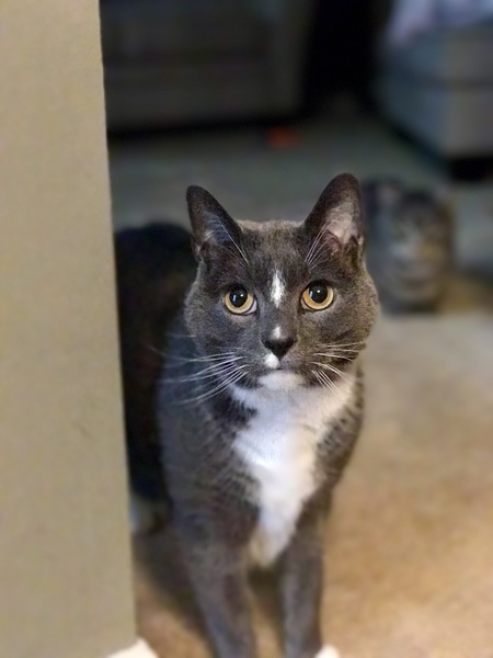 Entry image for Fritz. Clicking this image will show a larger photo