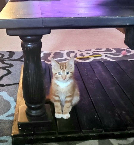 Entry image for Jasper . Clicking this image will show a larger photo