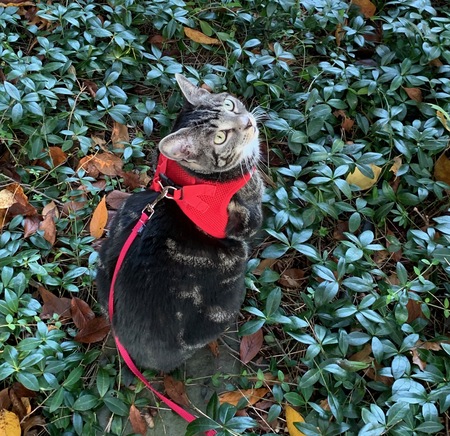 Entry image for Amelia. Clicking this image will show a larger photo