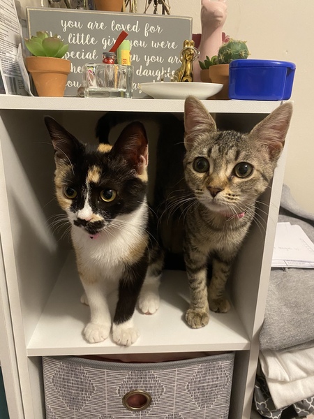 Entry image for Pumpkin & Chloe. Clicking this image will show a larger photo