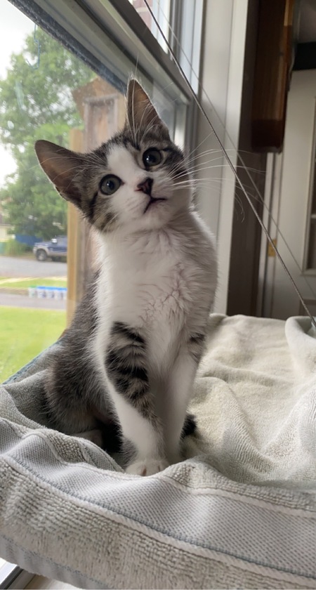 Entry image for Bella. Clicking this image will show a larger photo