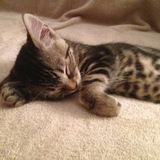 Entry image for Squeak