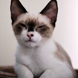 Entry image for Cinnamon Toast Crunch