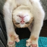 Entry image for Archie