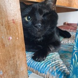 Entry image for Lyndon