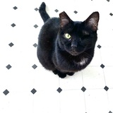 Entry image for Lyndon