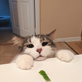 Entry image for Benji