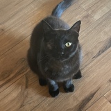 Entry image for Bentley