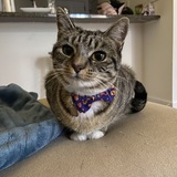 Entry image for Cleo