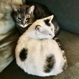 Entry image for Champ & Baby