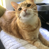 Entry image for Ollie