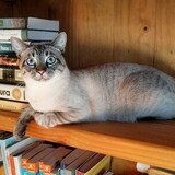 Entry image for Teddy