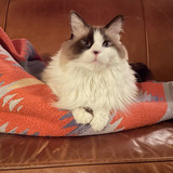 Entry image for Calypso 