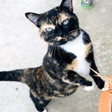 Entry image for Olive