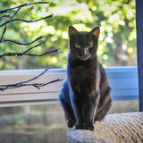 Entry image for Forest