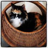 Entry image for Alice