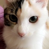 Entry image for Lulu