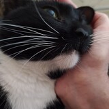 Entry image for Oculus