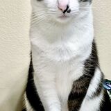 Entry image for Elmo