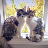 Entry image for Mia & Zoe