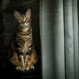 Entry image for Honey May