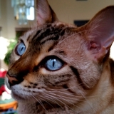 Entry image for Luchi