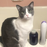 Entry image for Oliver