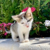 Entry image for Billie 