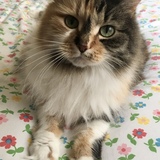 Entry image for Ellie May