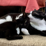 Entry image for Maxie