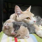 Entry image for Buttercup And Her Kittens
