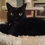 Entry image for Houdini