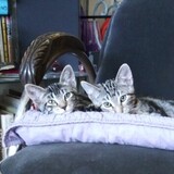 Entry image for Little Bigfoots and Squeakers