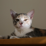 Entry image for Tuesday