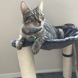 Entry image for Shoshi