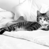 Entry image for Marvel