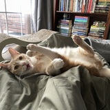 Entry image for Hamilton