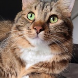 Entry image for WATSON 