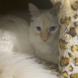 Entry image for Sir Marz Mallow