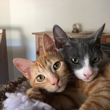 Entry image for Shasta and Shiloh