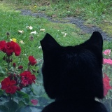 Entry image for Merlin