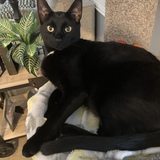 Entry image for Bynx aka Mr. Big