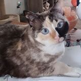 Entry image for Maisie