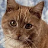 Entry image for Dusty