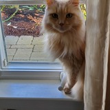 Entry image for Pumpkin 