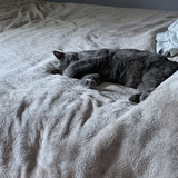 Entry image for Zoé 