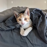 Entry image for Evie  AKA: Evie Boo Boos