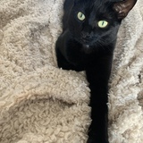 Entry image for Lila the Luck Kitty 